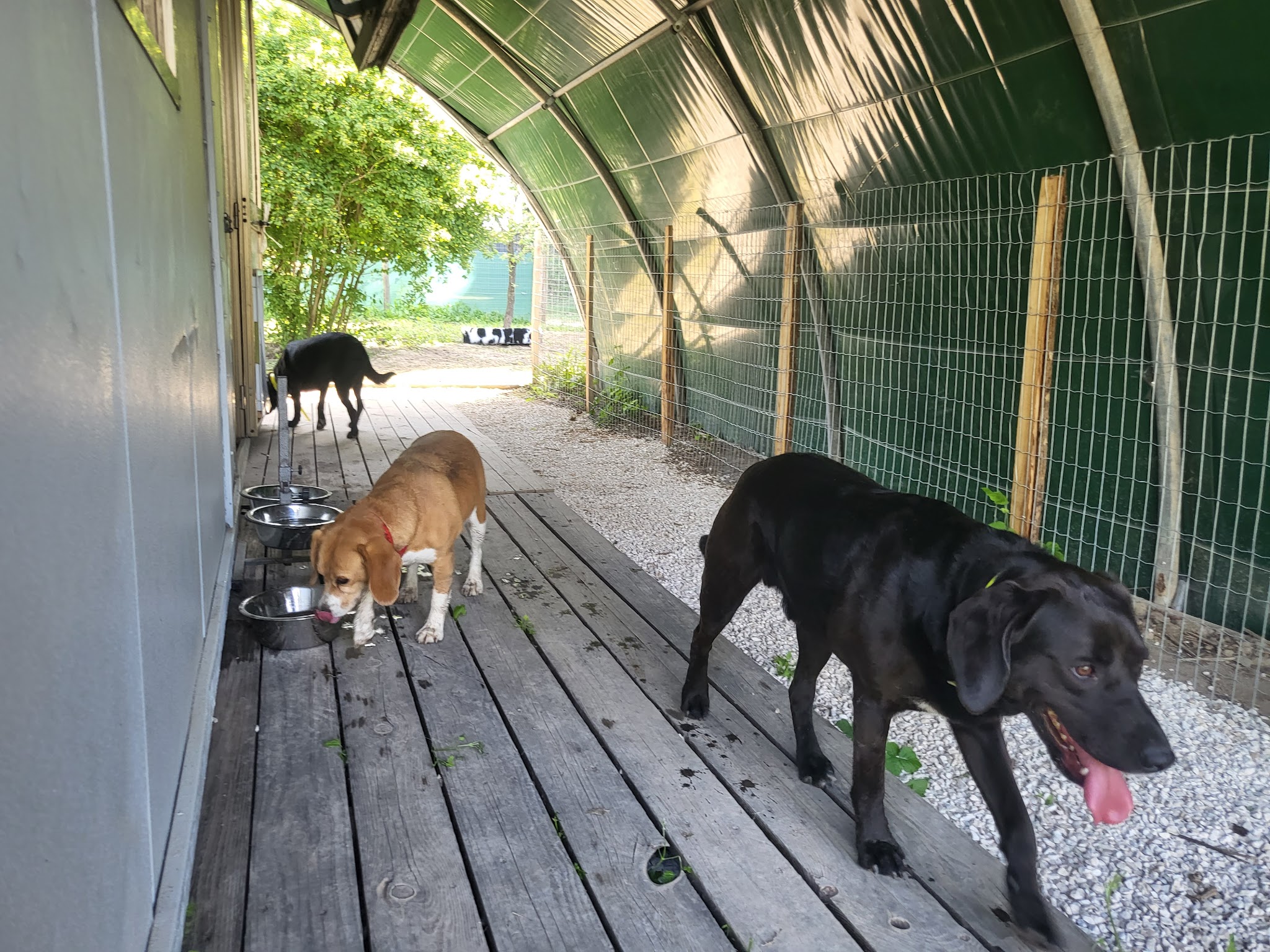 LES TOUTOUS EN COLO Pension canine 5 étoiles sans chenil pour famille de chiens — photo