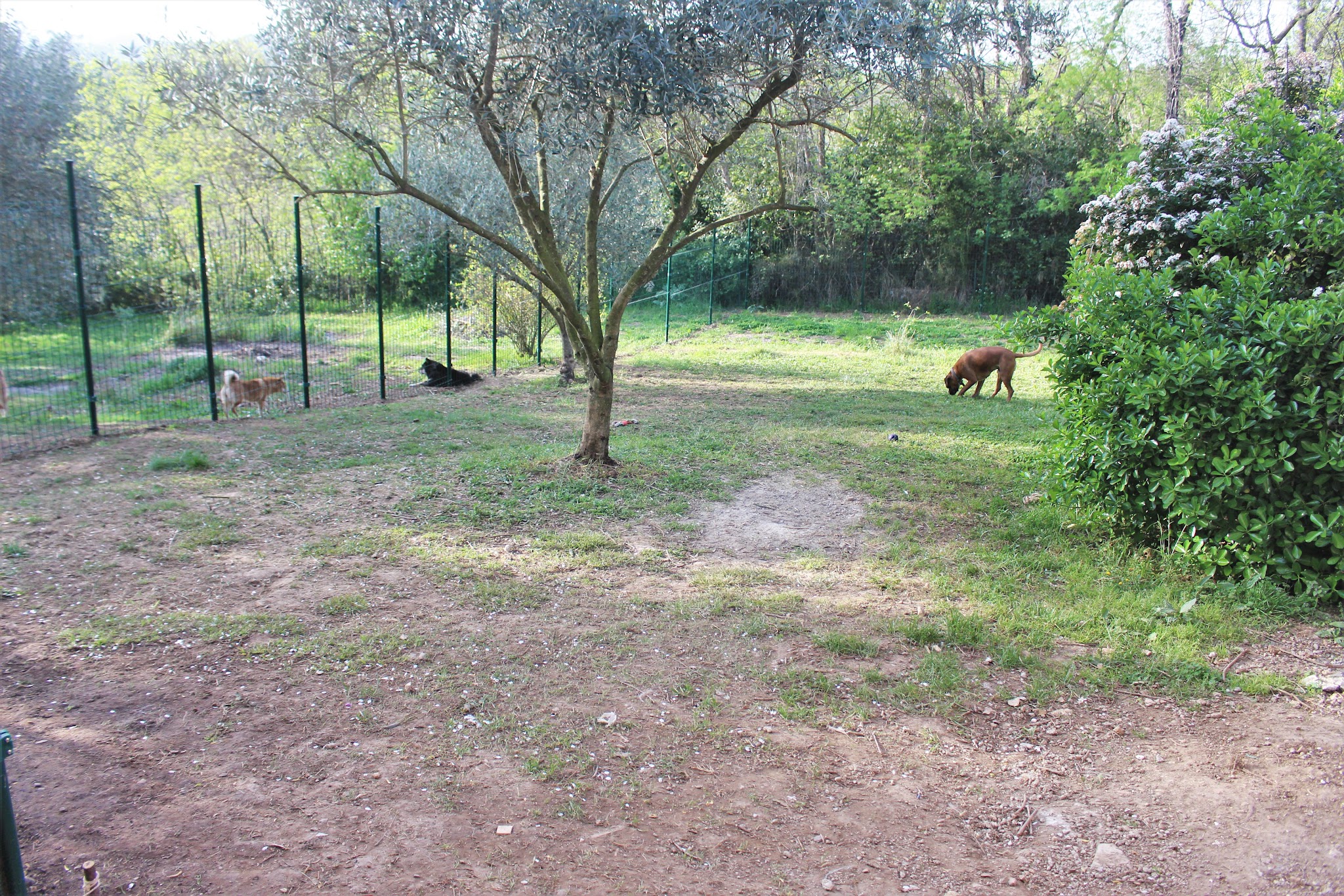 La garrigue des toutous - Pension canine dans l'Hérault (34)