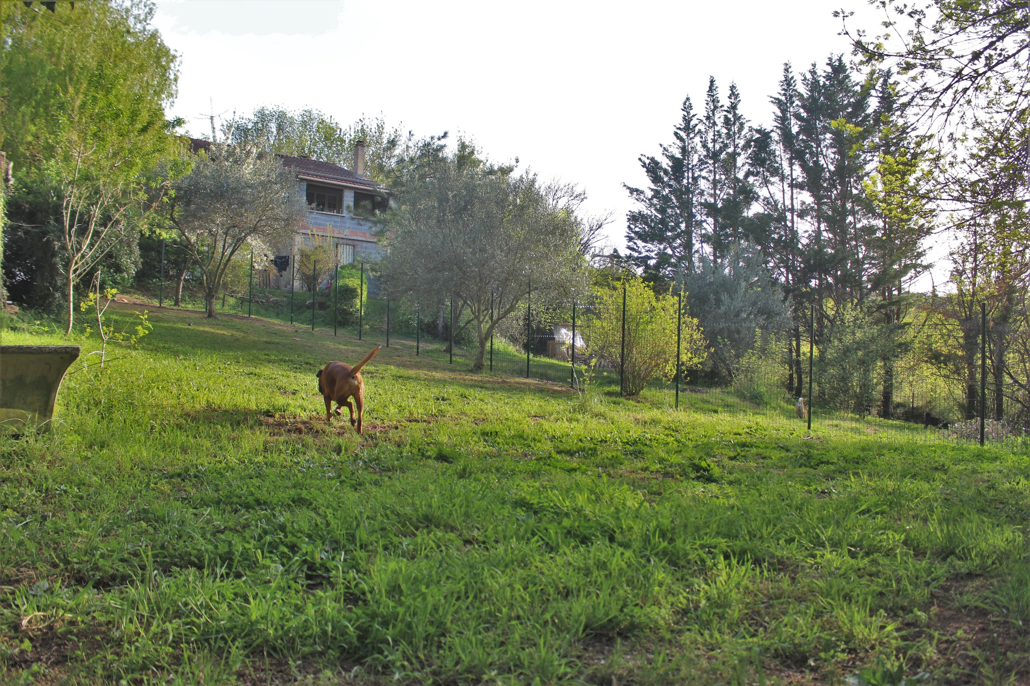 La garrigue des toutous - Pension canine dans l'Hérault (34) — photo