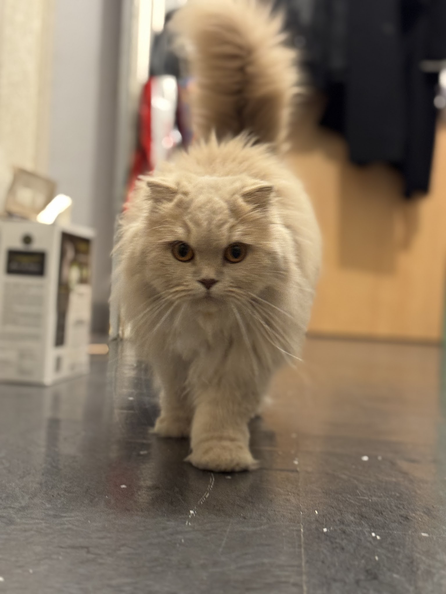 Clarisse Pet-Sitter — photo