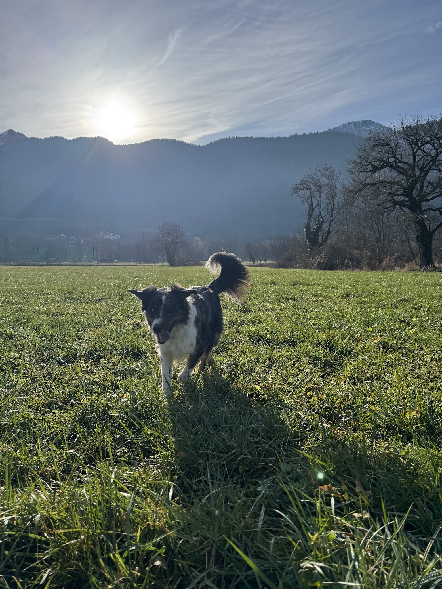 Clarisse Pet-Sitter — photo