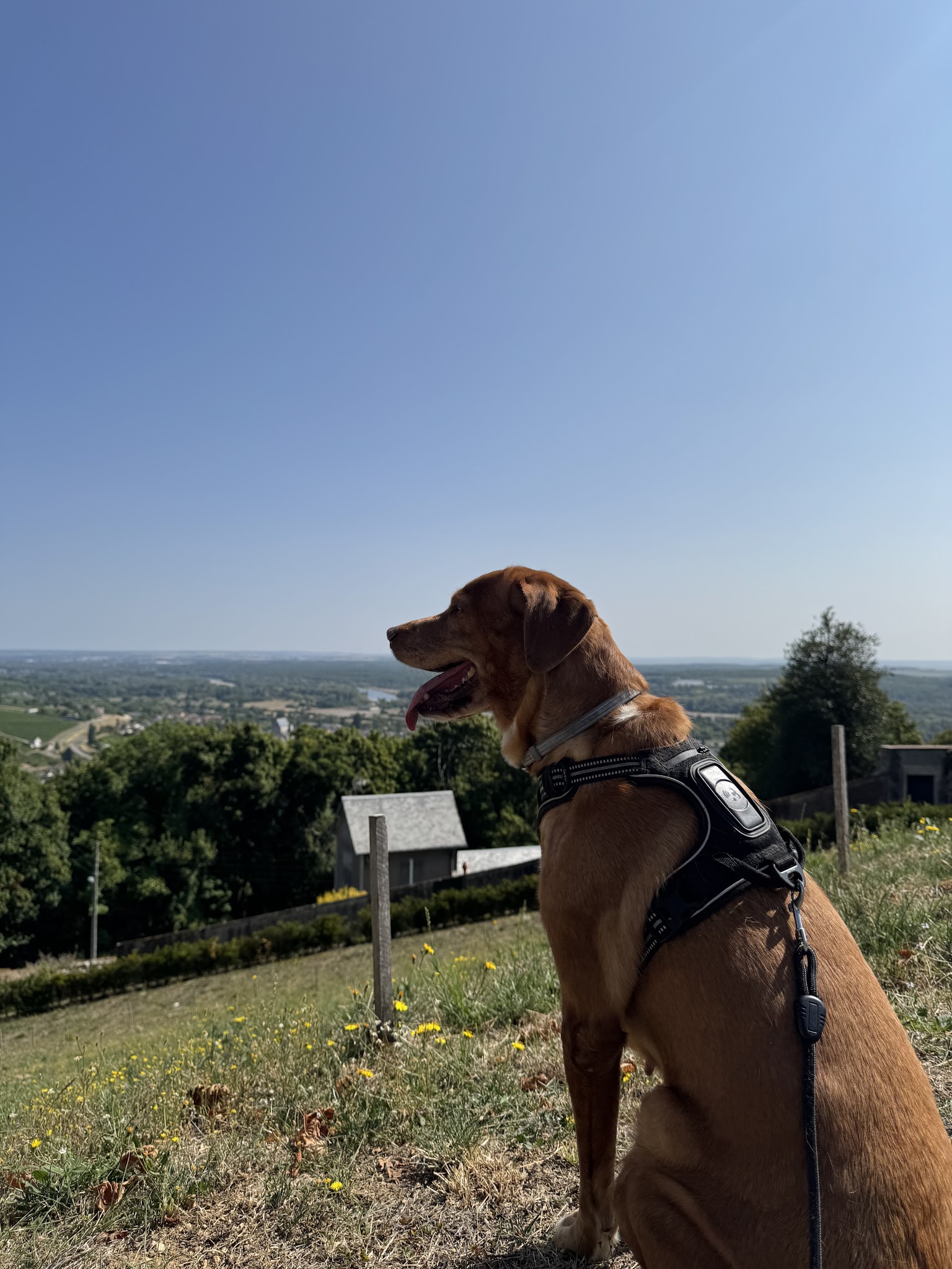 Clarisse Pet-Sitter — photo