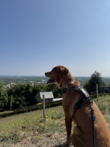 Clarisse Pet-Sitter