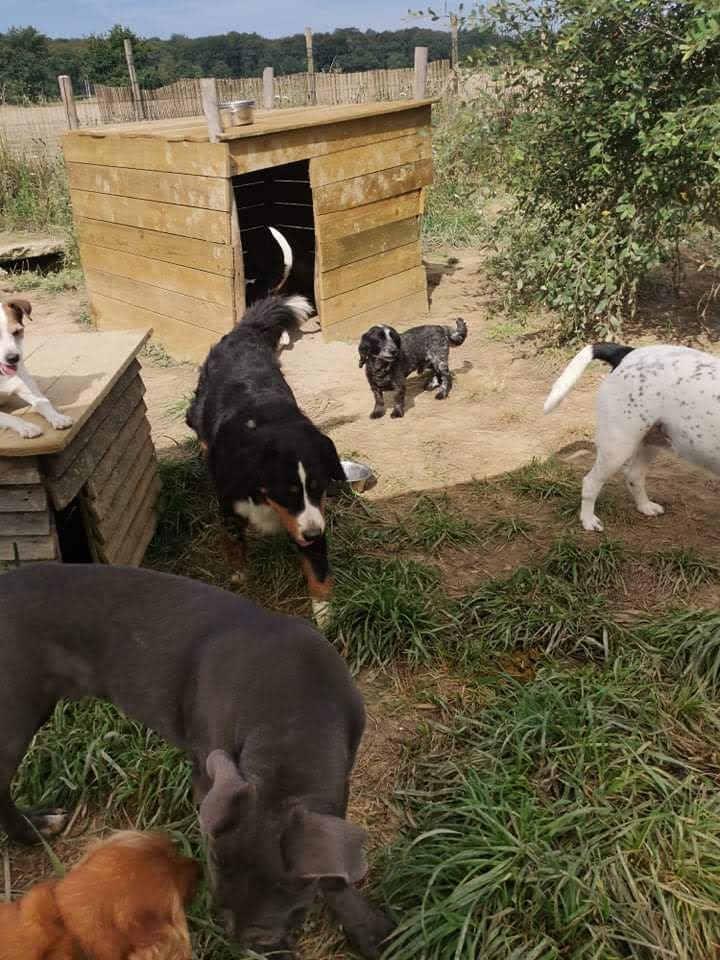 Terre de Légendes - Élevage, pension, éducation, alimentation et accessoires pour chiens et chats — photo
