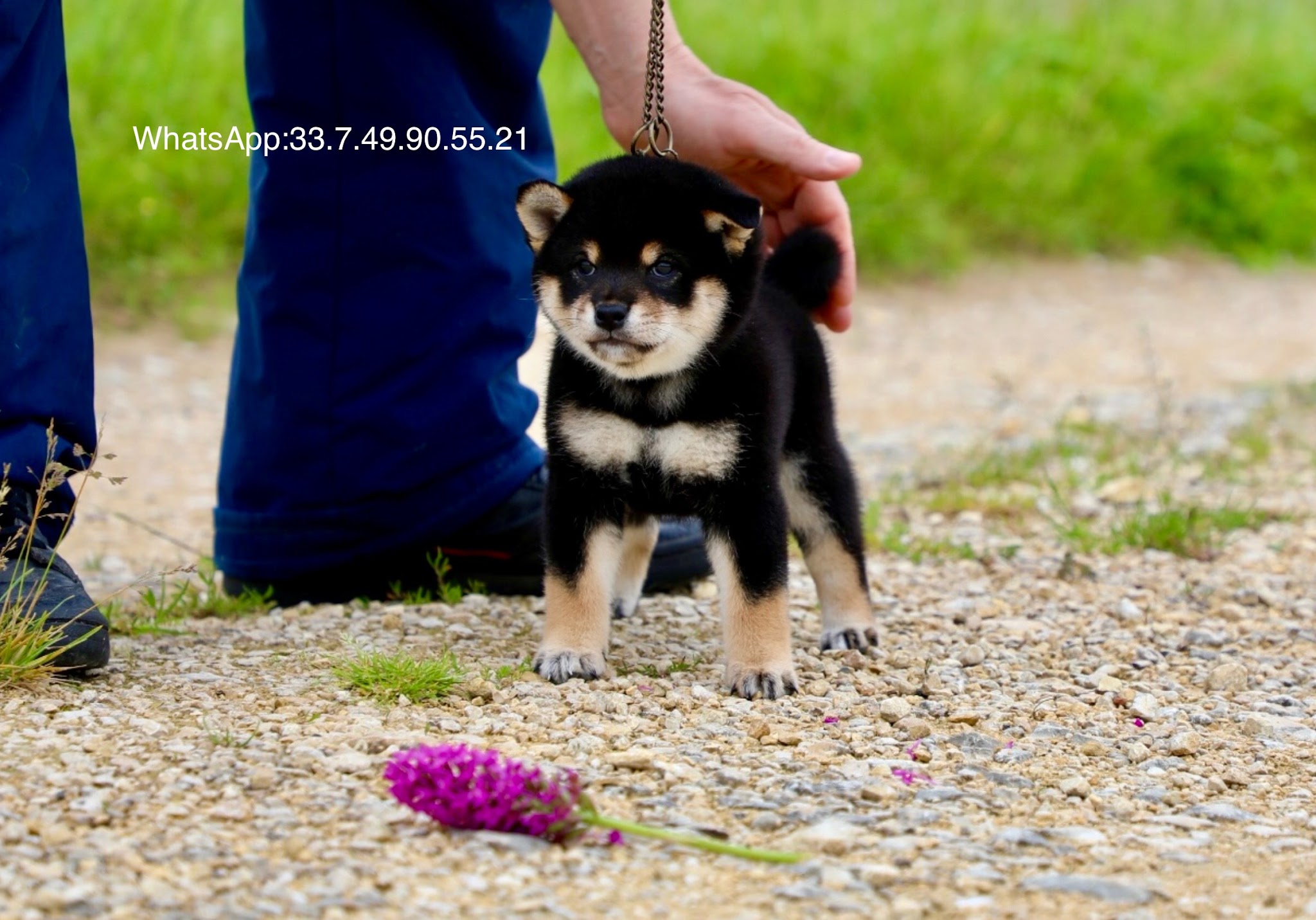 SHIBA INU Elevage de Go You Djenima — photo