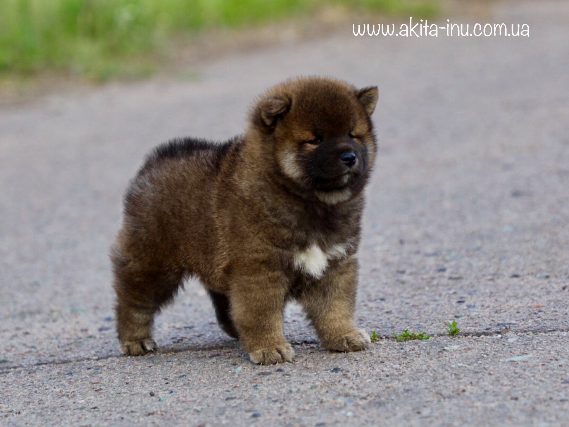 SHIBA INU Elevage de Go You Djenima — photo