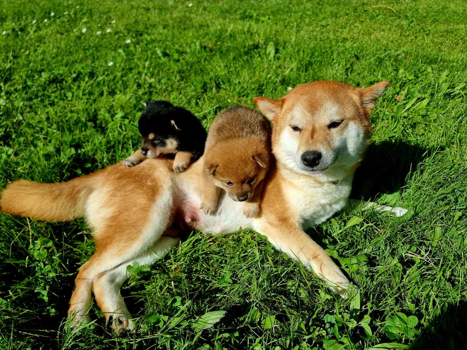 SHIBA INU Elevage de Go You Djenima — photo