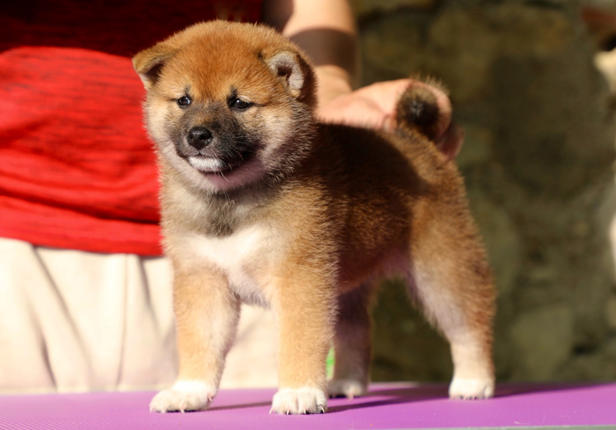 SHIBA INU Elevage de Go You Djenima