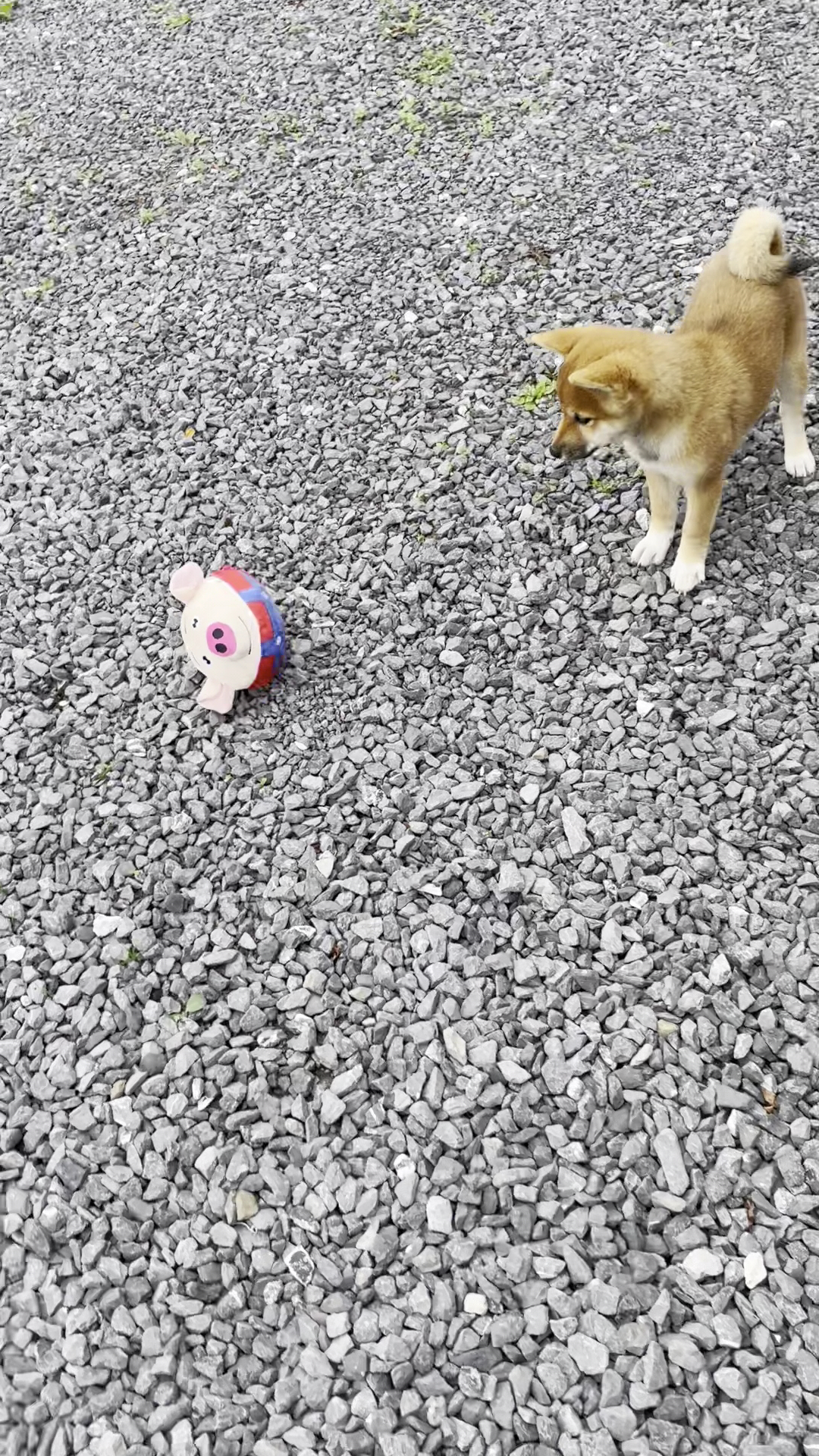 SHIBA INU Elevage de Go You Djenima — photo