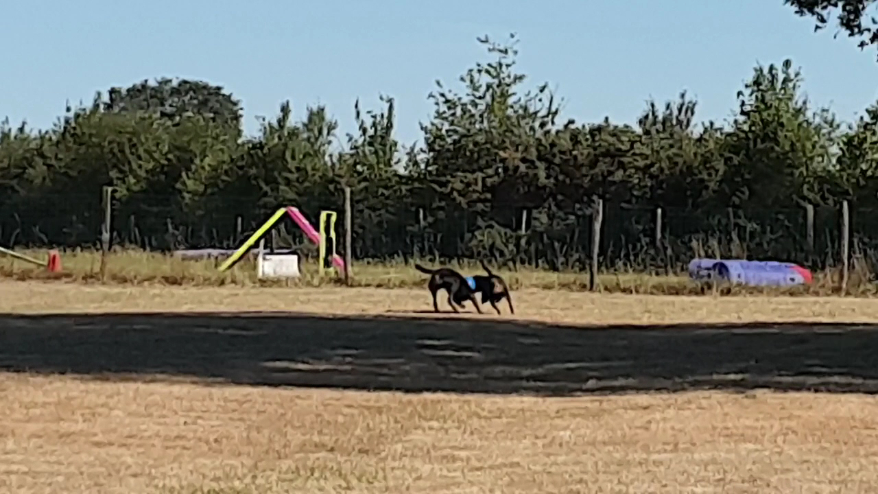 Centre canin des gardiens de feu Complexe canin Stay Pawsitive — photo