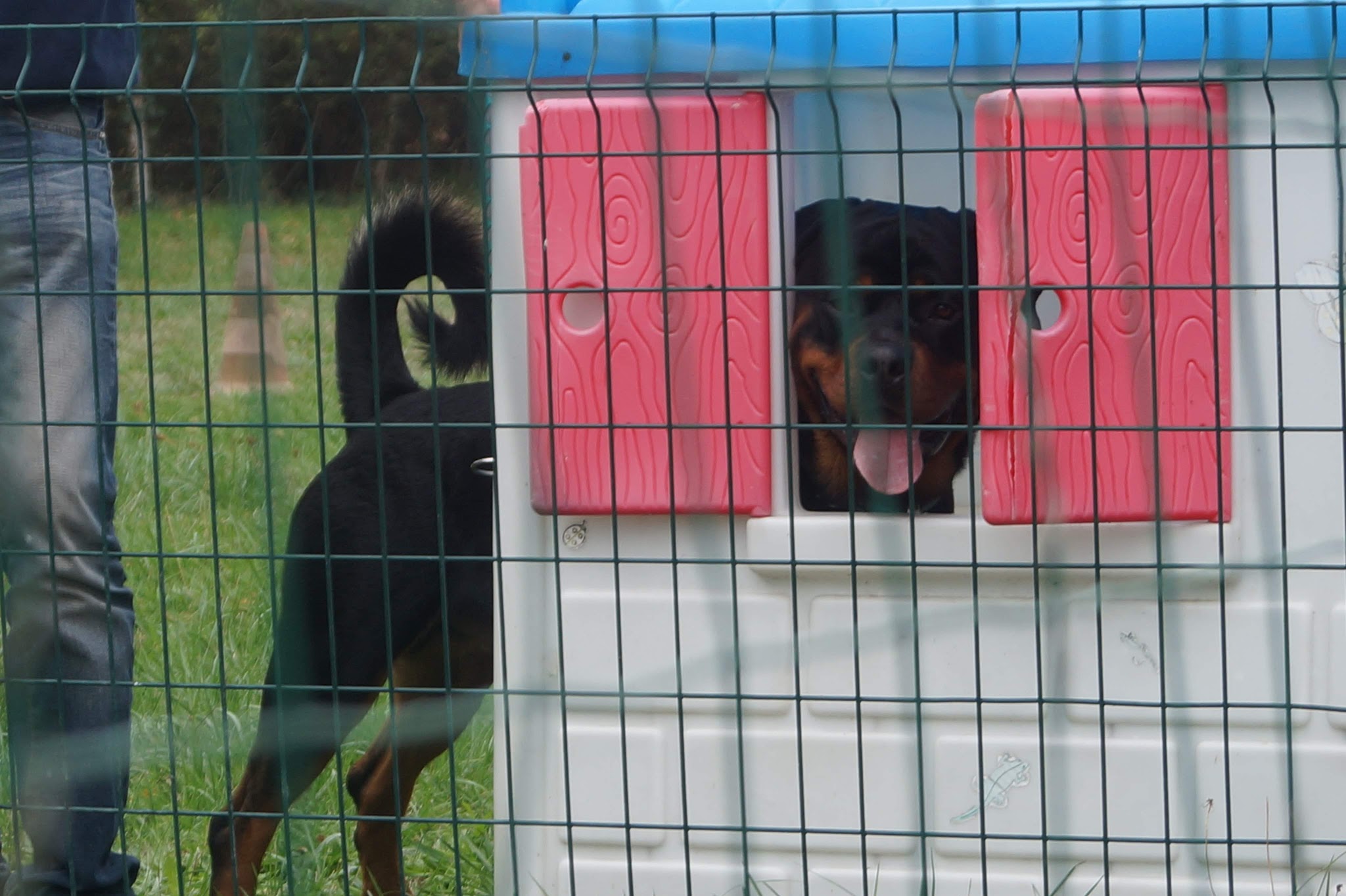 Centre canin des gardiens de feu Complexe canin Stay Pawsitive — photo