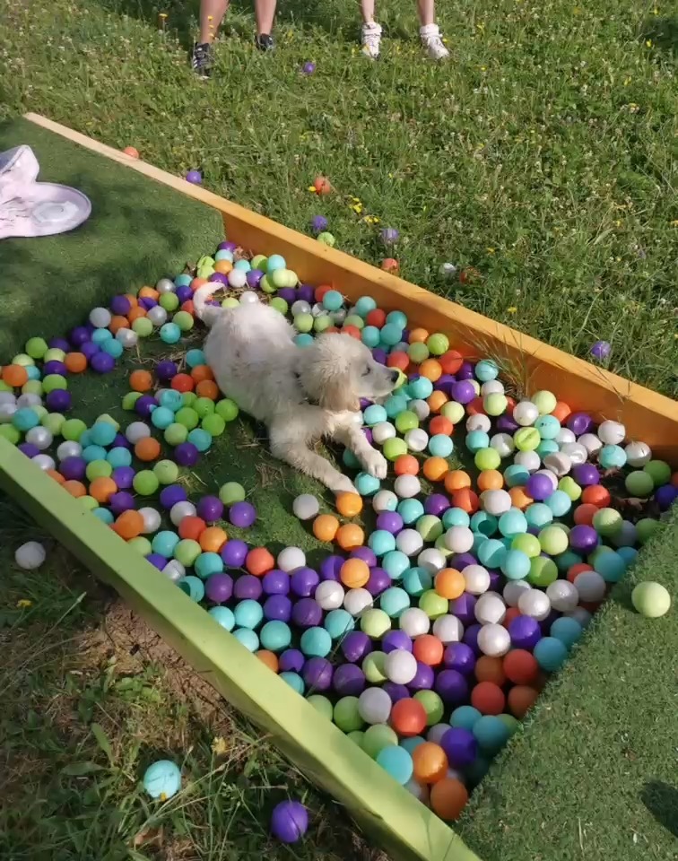 Mon Chien Mon Ami SARL Centre du bien-être animalier