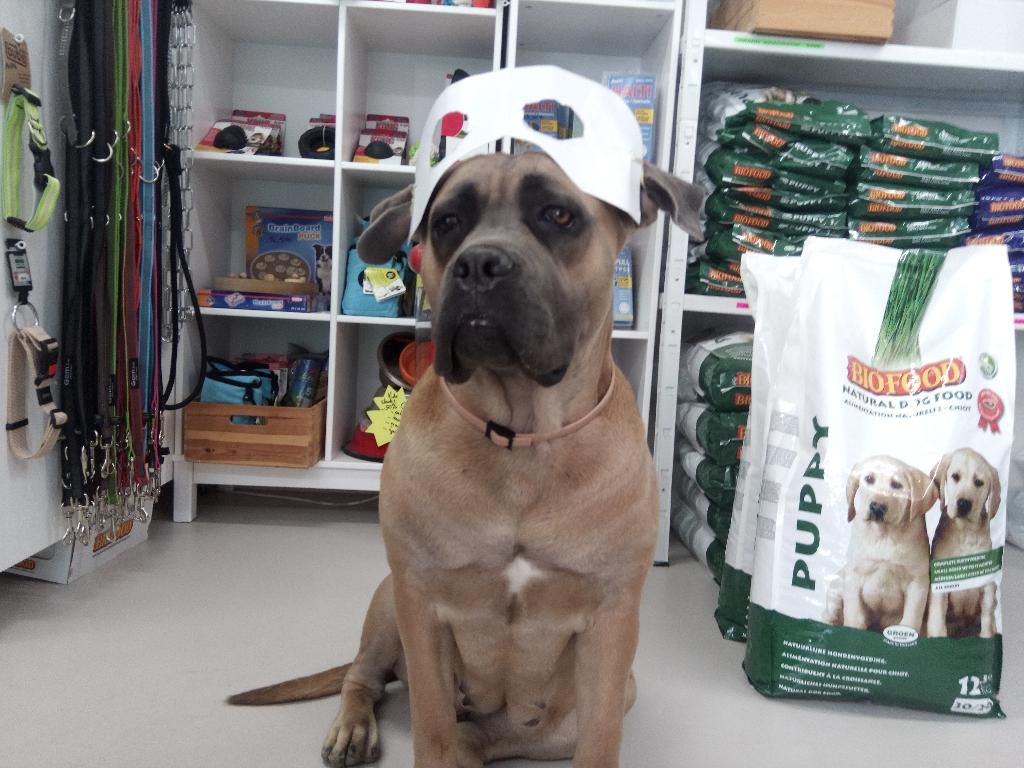 Mon Chien Mon Ami SARL Centre du bien-être animalier — photo