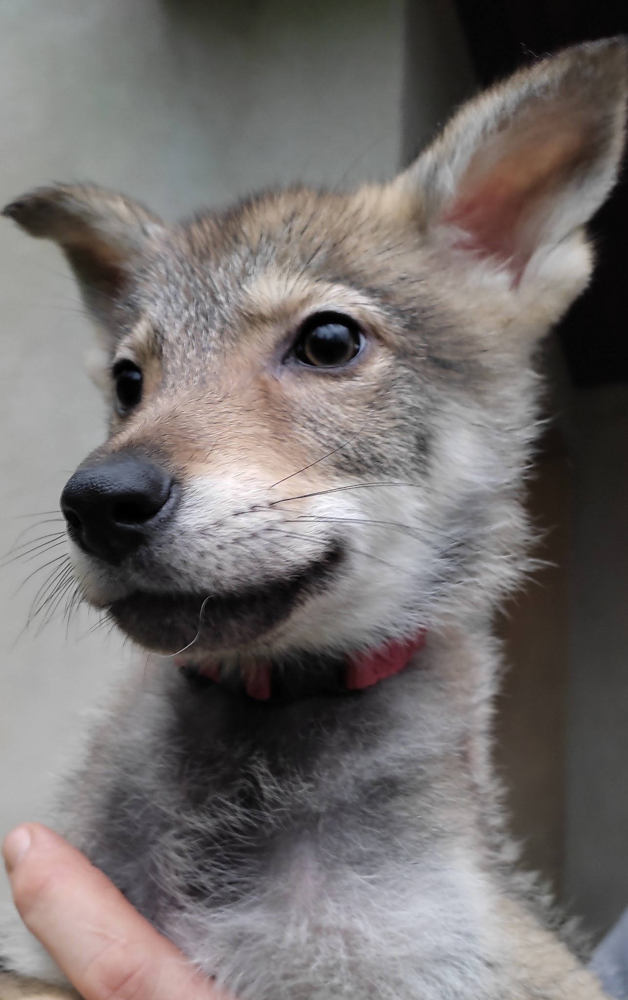 Le domaine de l'antre des loups — photo