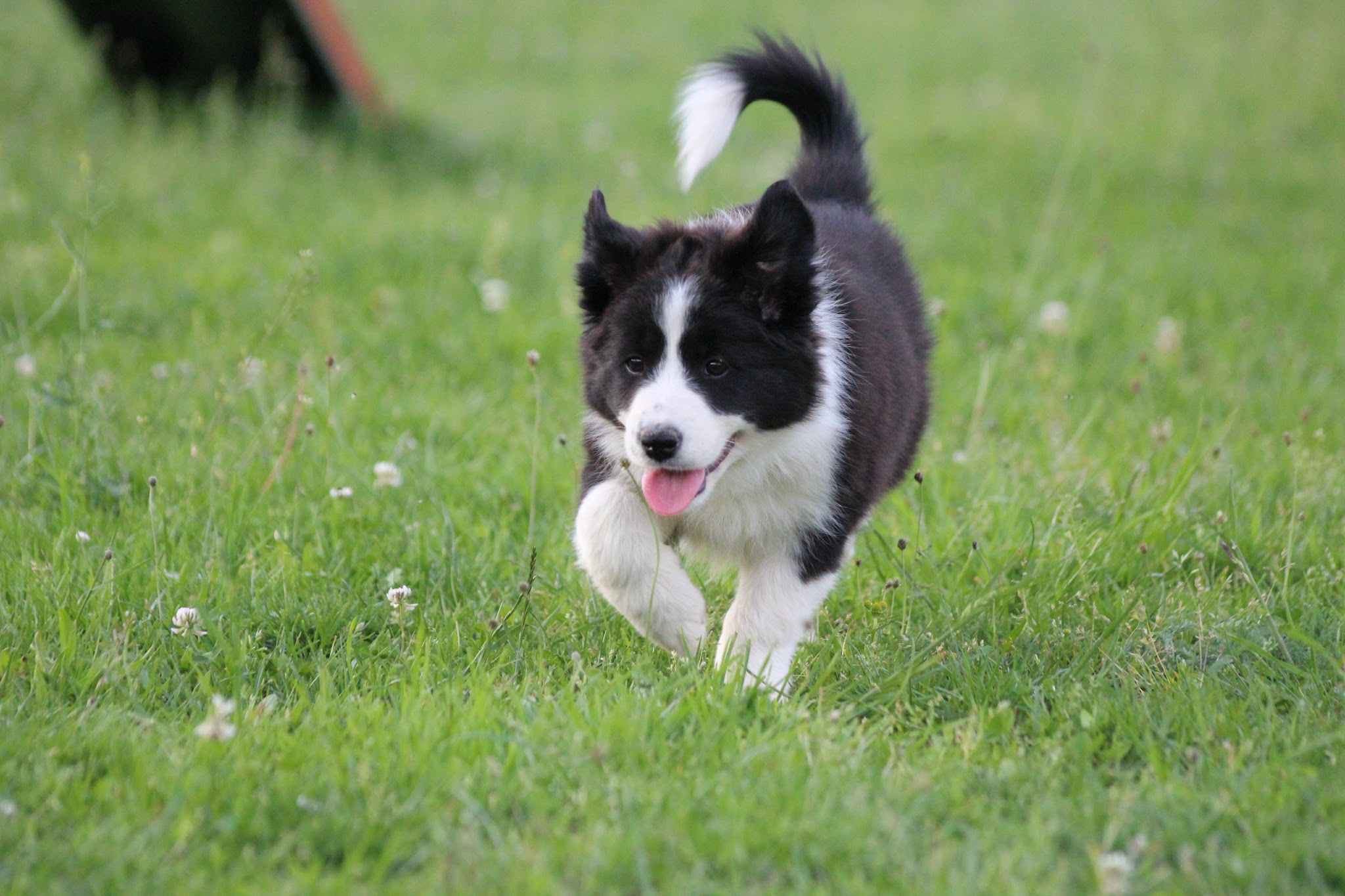 Campus Canin — photo