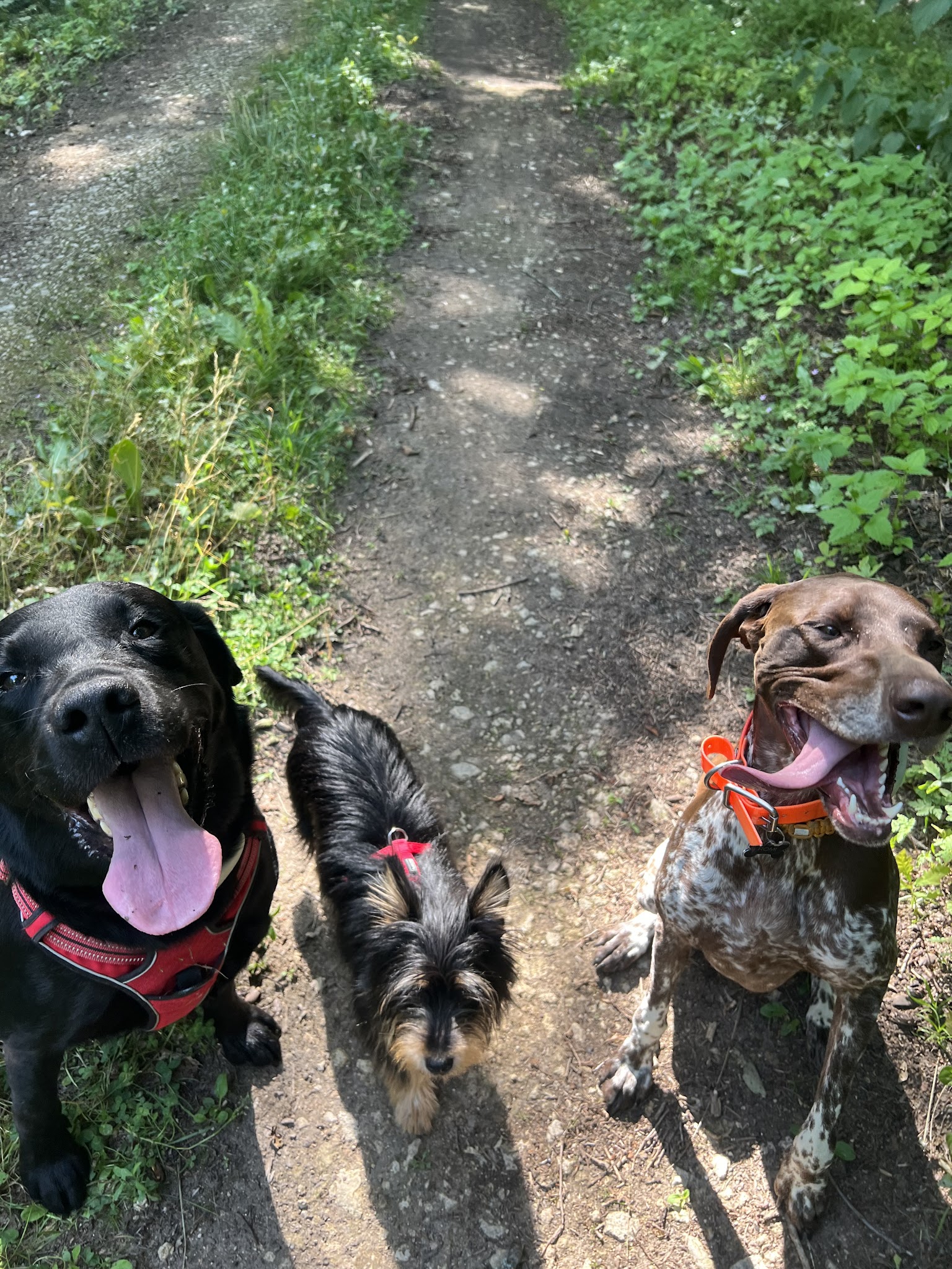 ROMI AND FRIENDS