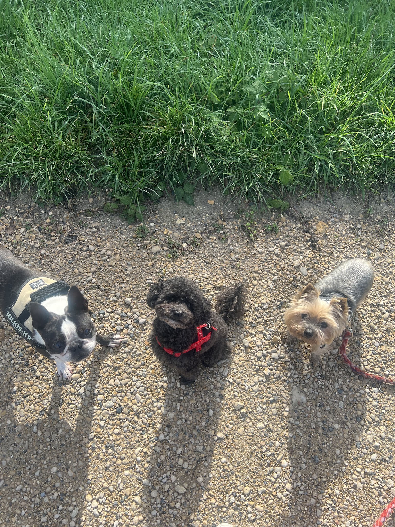 ROMI AND FRIENDS — photo