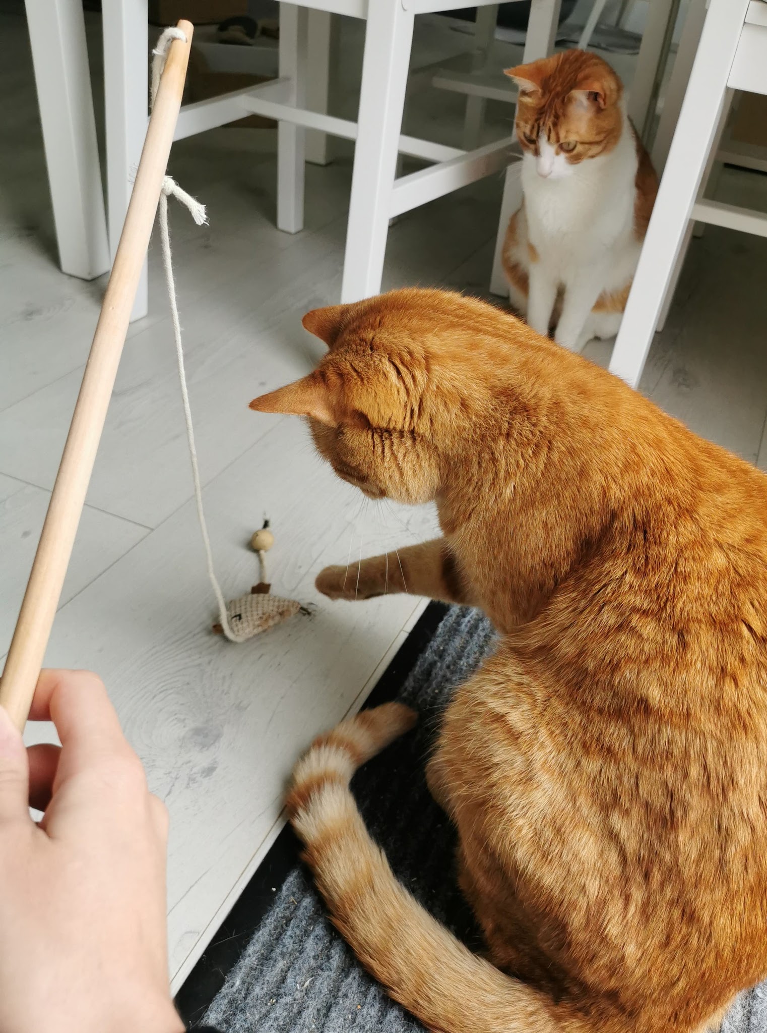 Clem et Compagnie — photo