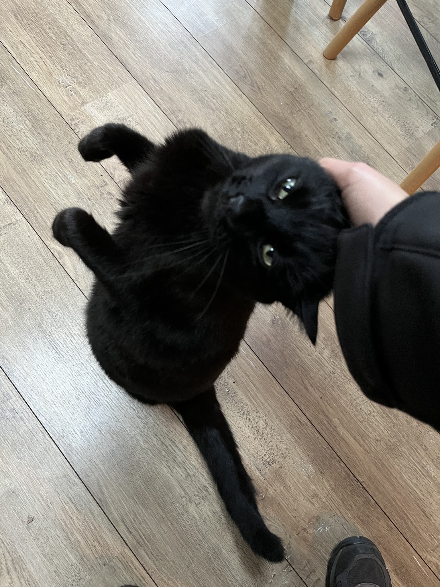 Petsitter - 4 Papattes — photo