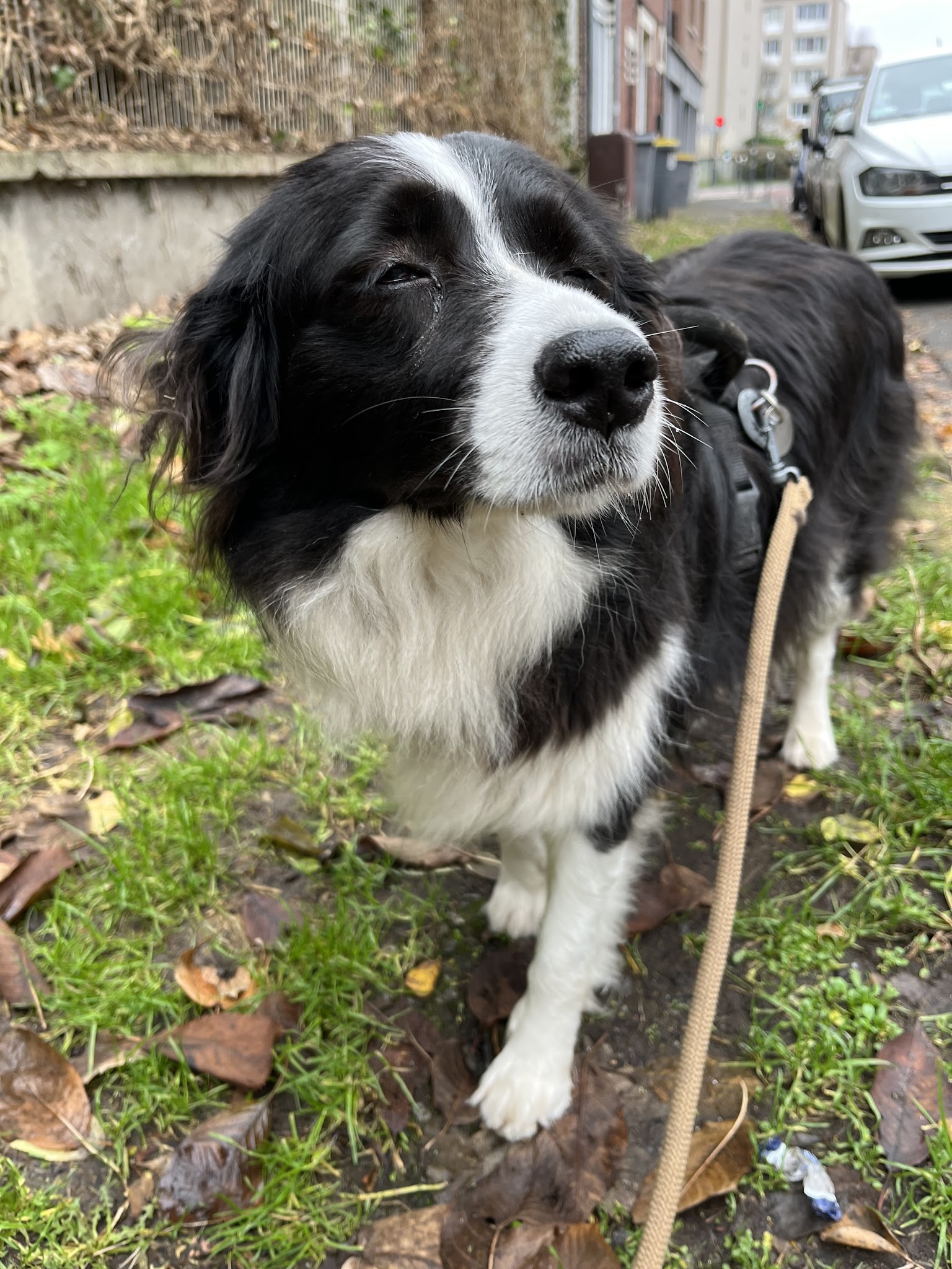 Petsitter - 4 Papattes — photo