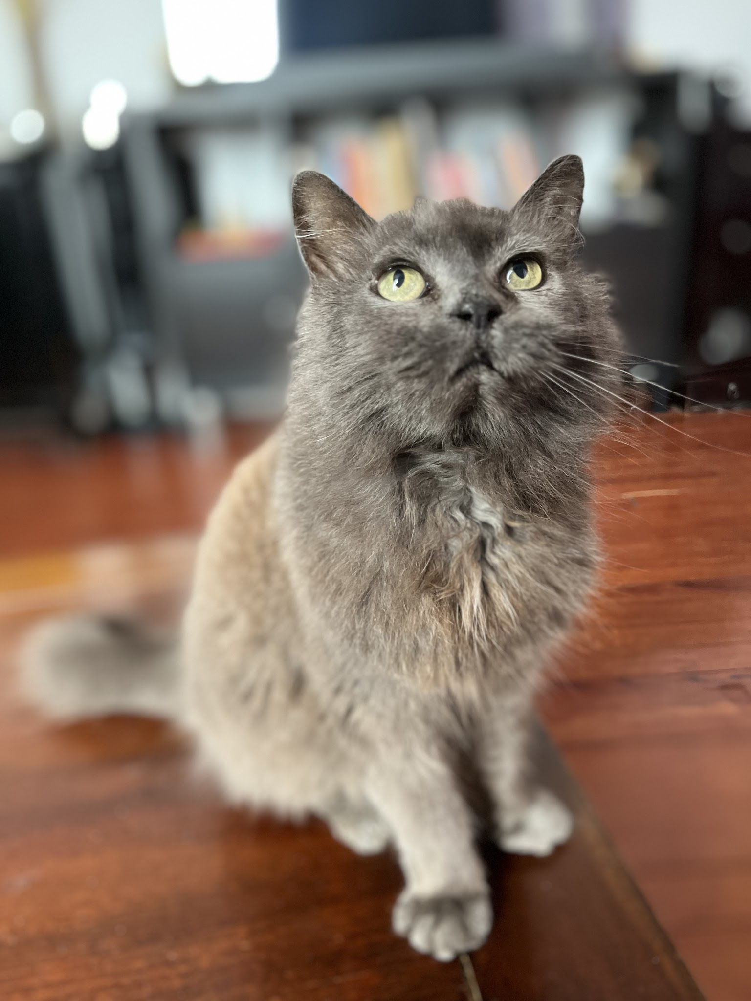 Petsitter - 4 Papattes — photo