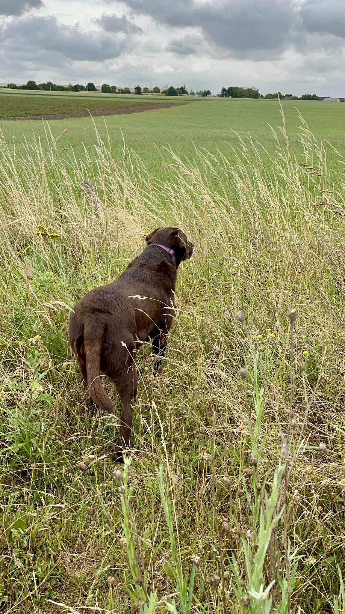 Petsitter - 4 Papattes — photo