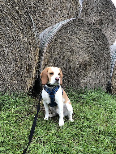 Petsitter - 4 Papattes