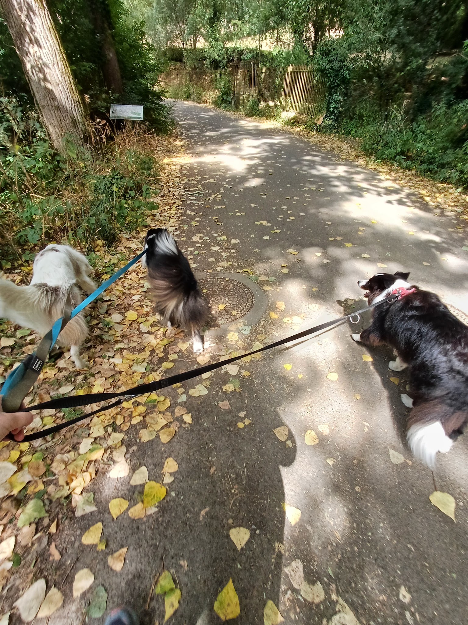 Comme chiens & chats
