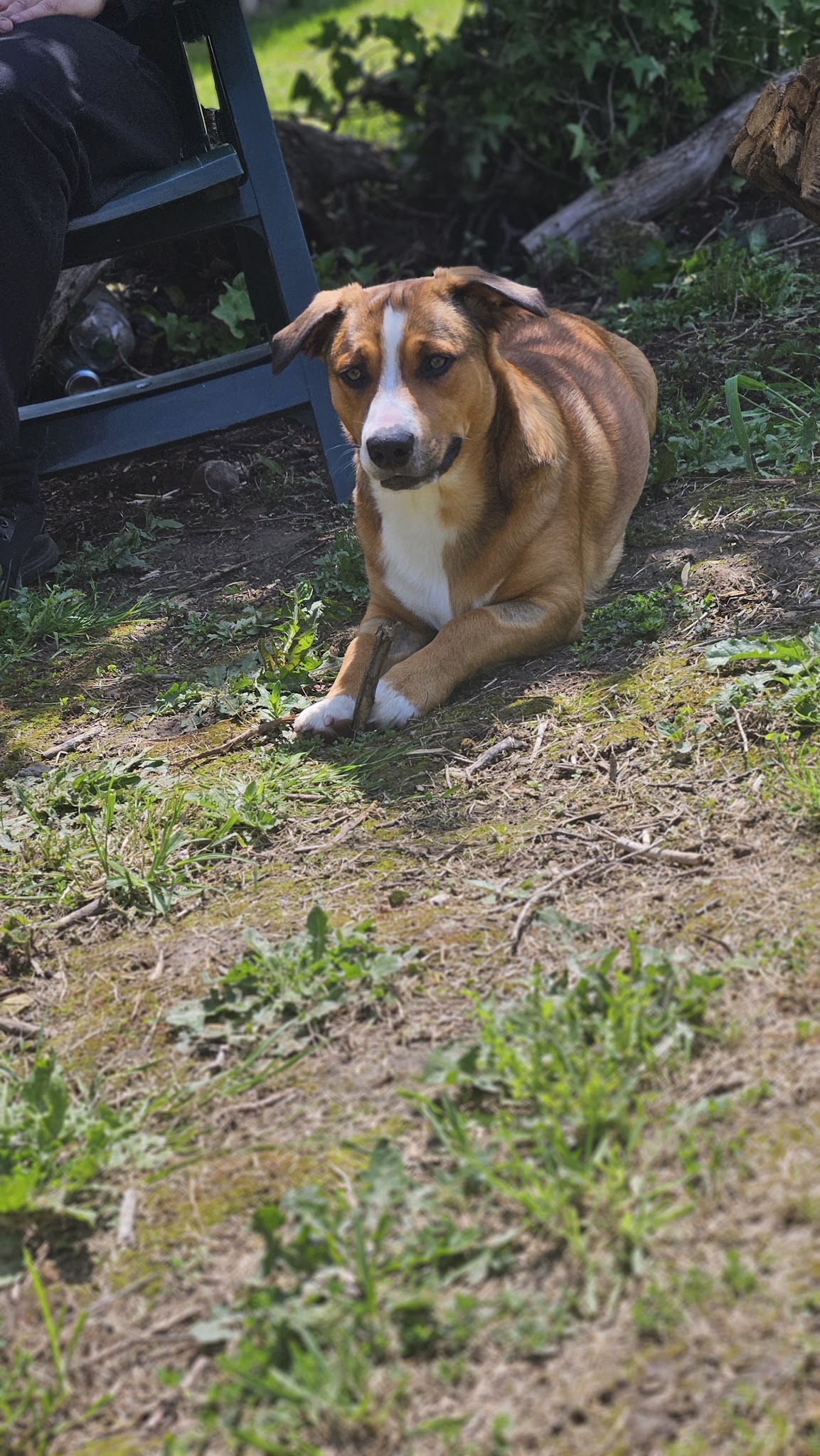 CHAUMES DOGS — photo