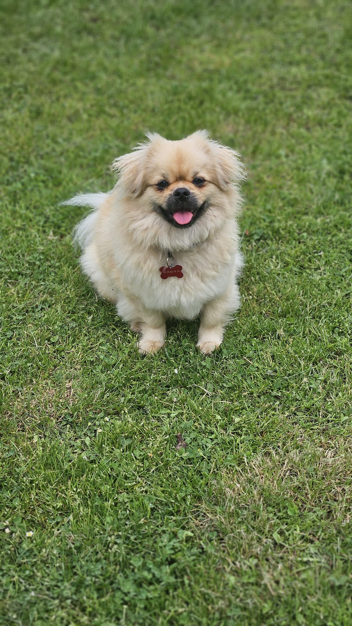 CHAUMES DOGS — photo
