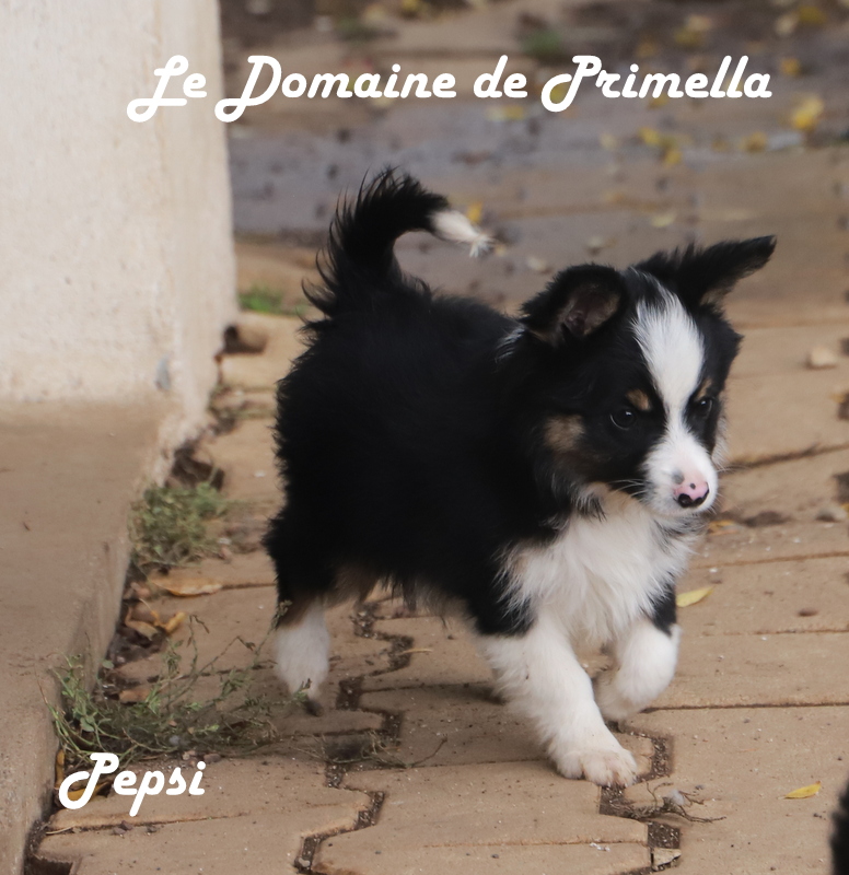 Le Domaine de Primella : chiots bergers americains miniatures LOF auvergne — photo