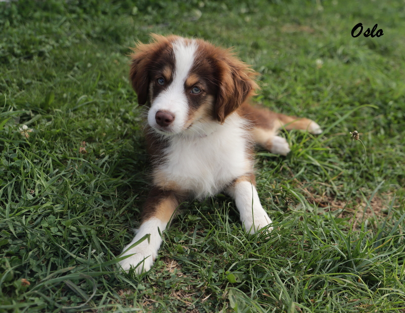 Le Domaine de Primella : chiots bergers americains miniatures LOF auvergne — photo