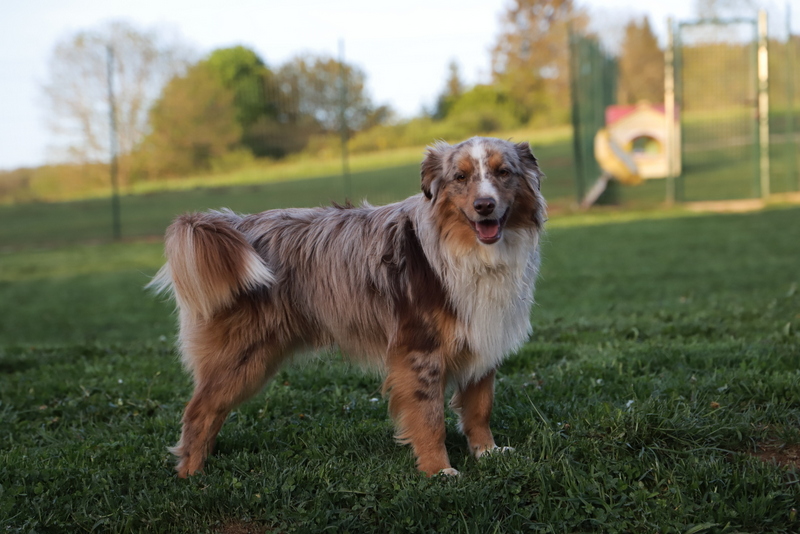 Le Domaine de Primella : chiots bergers americains miniatures LOF auvergne — photo