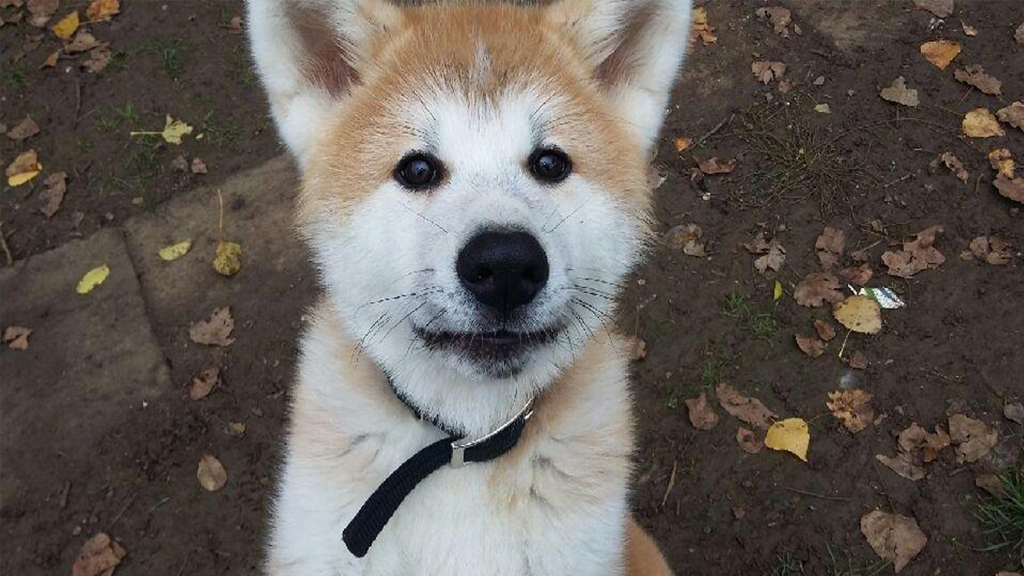 FAMILLYDOG SARL