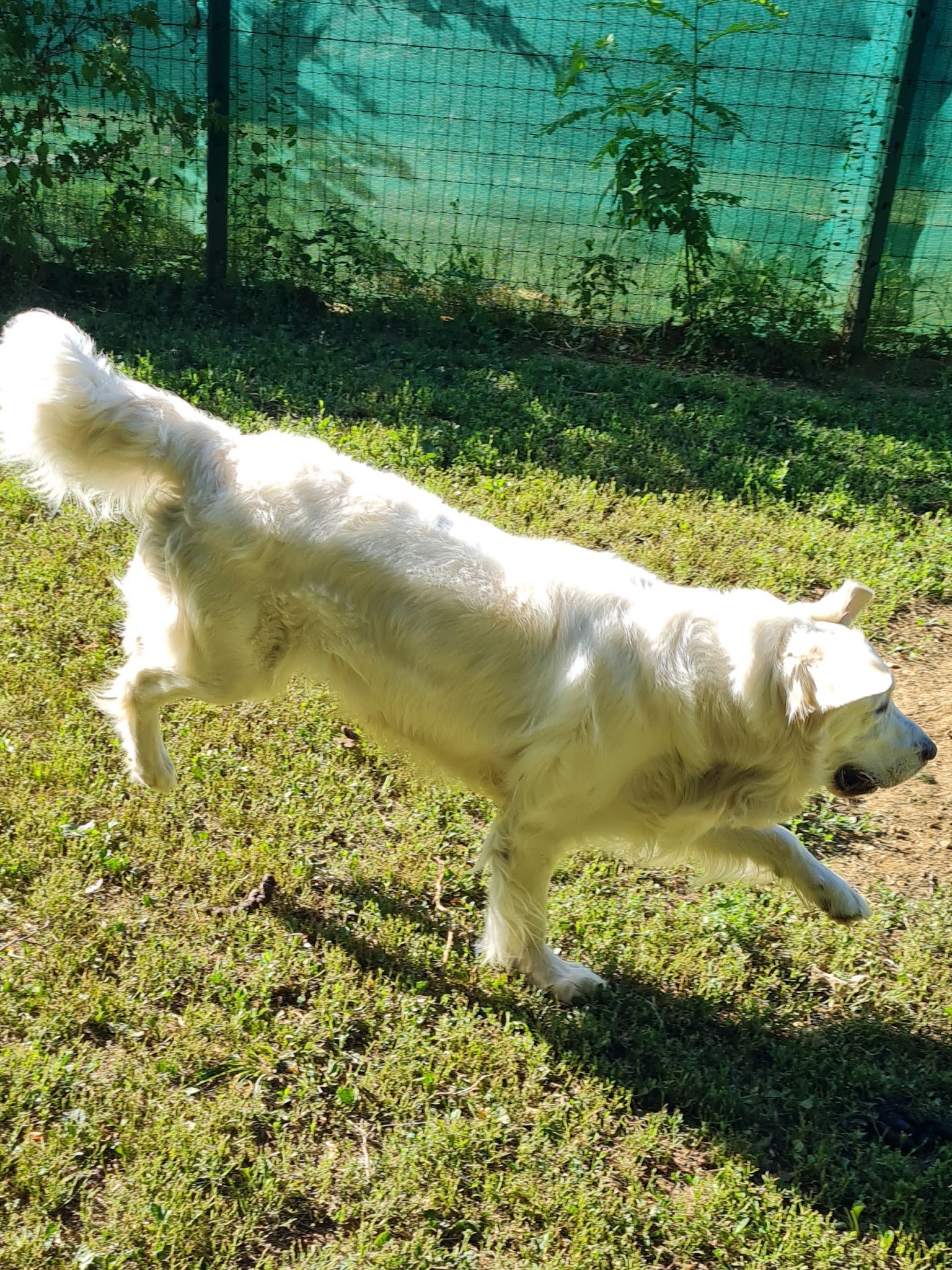 FAMILLYDOG SARL — photo