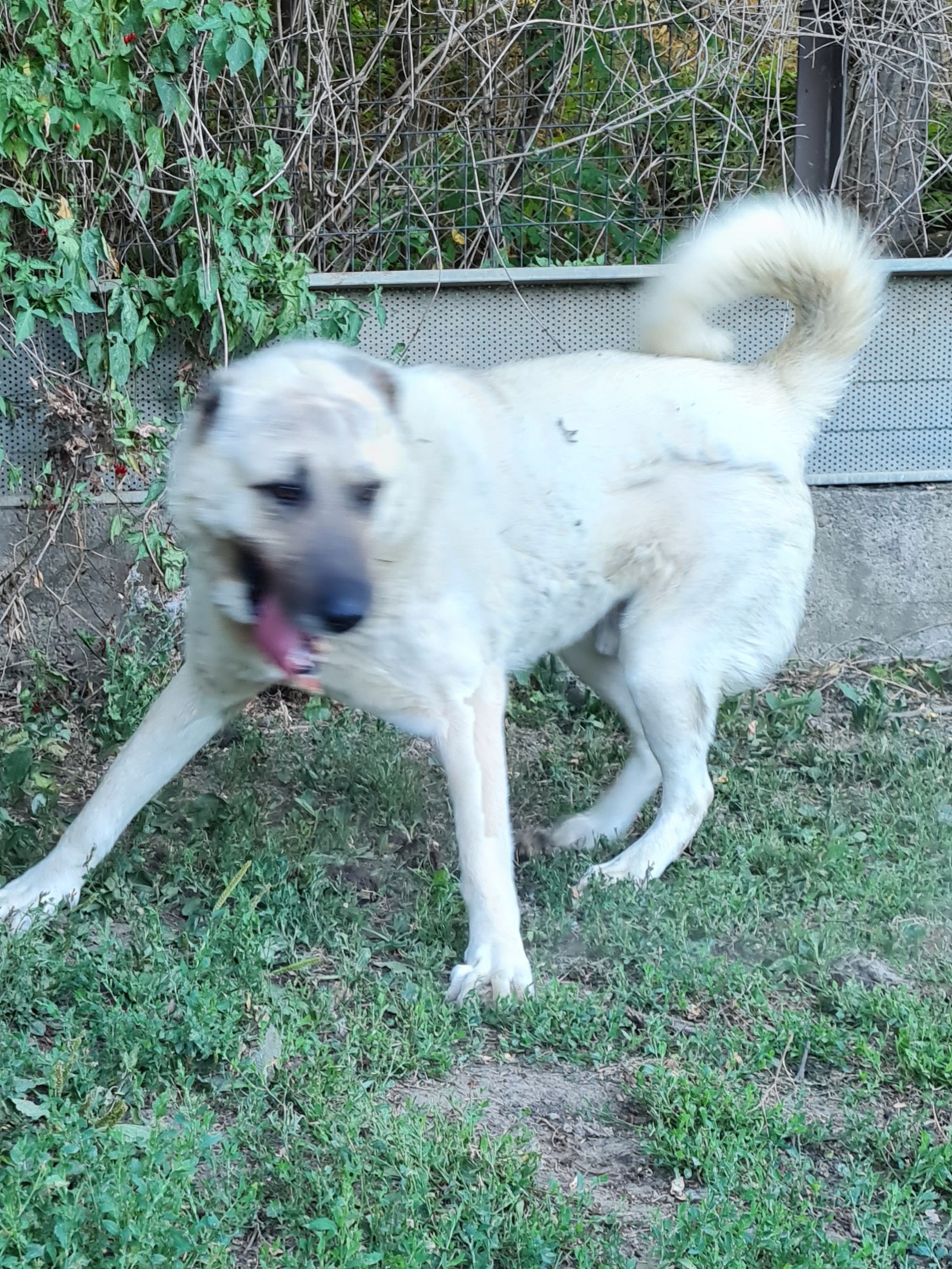 FAMILLYDOG SARL — photo