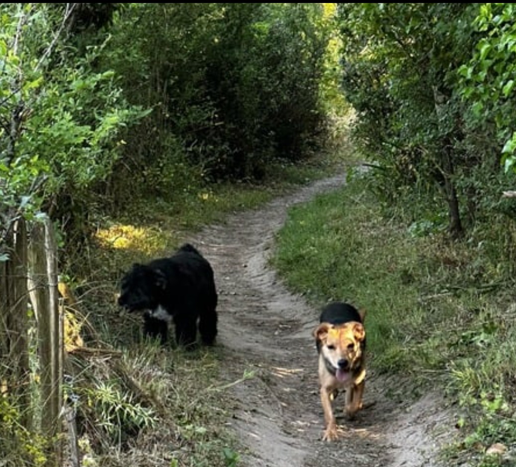 Ohana et compagnie - petsitter