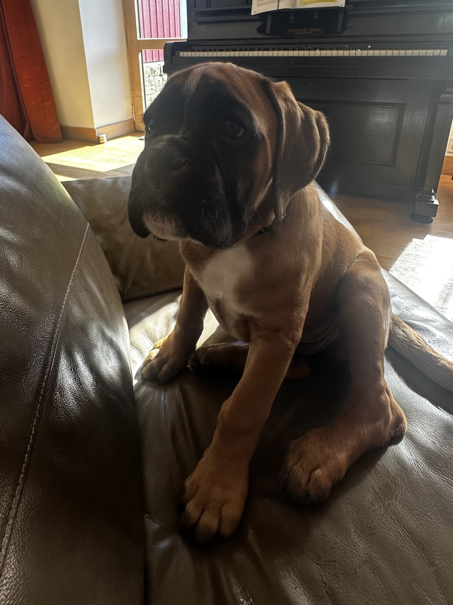 Ohana et compagnie - petsitter — photo