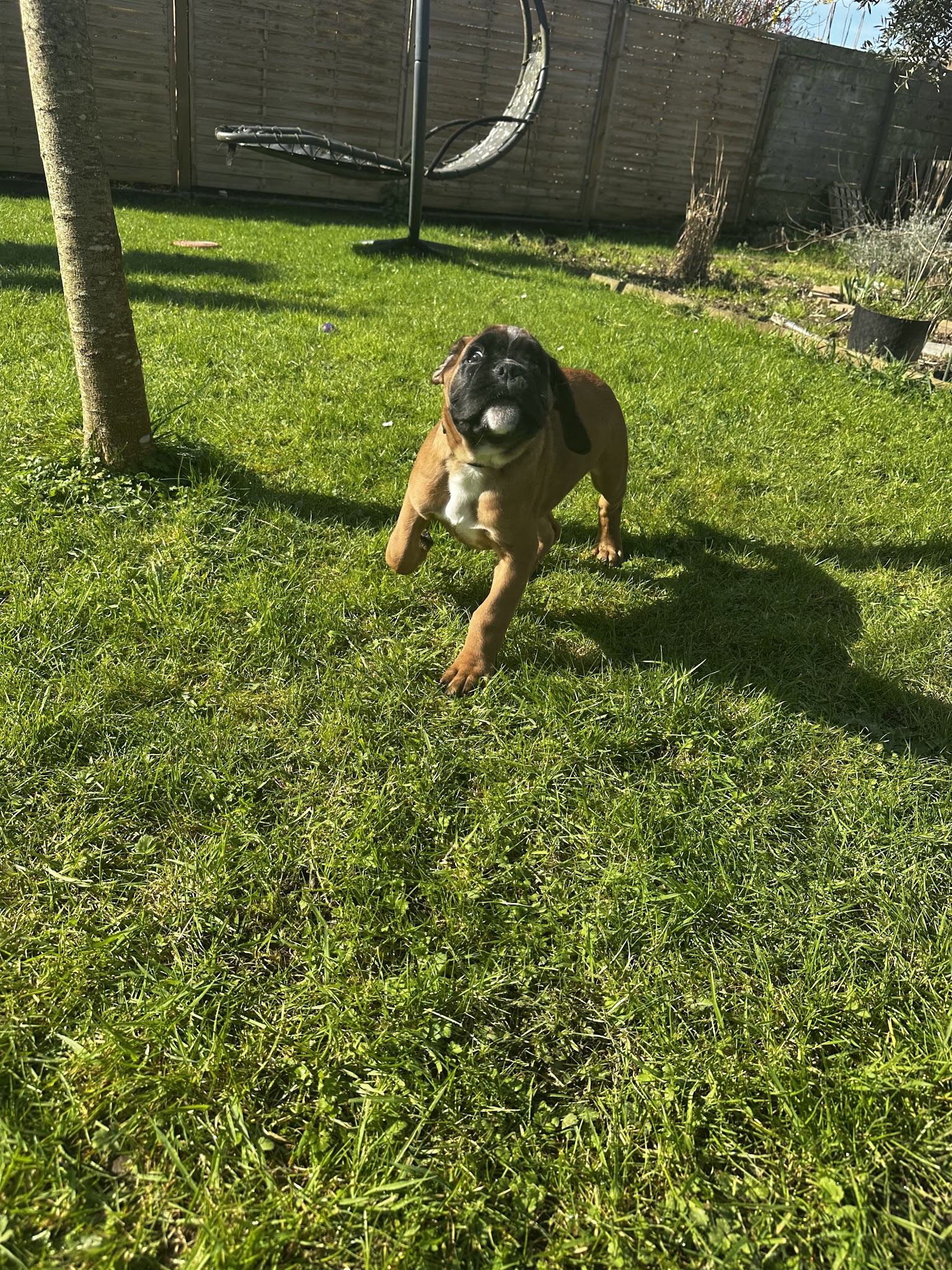 Ohana et compagnie - petsitter — photo