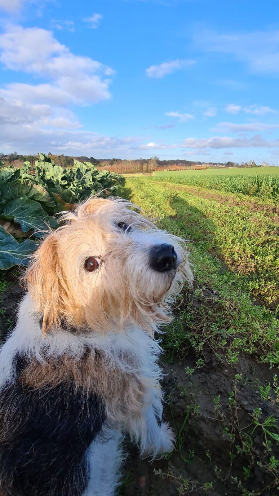 Ohana et compagnie - petsitter — photo