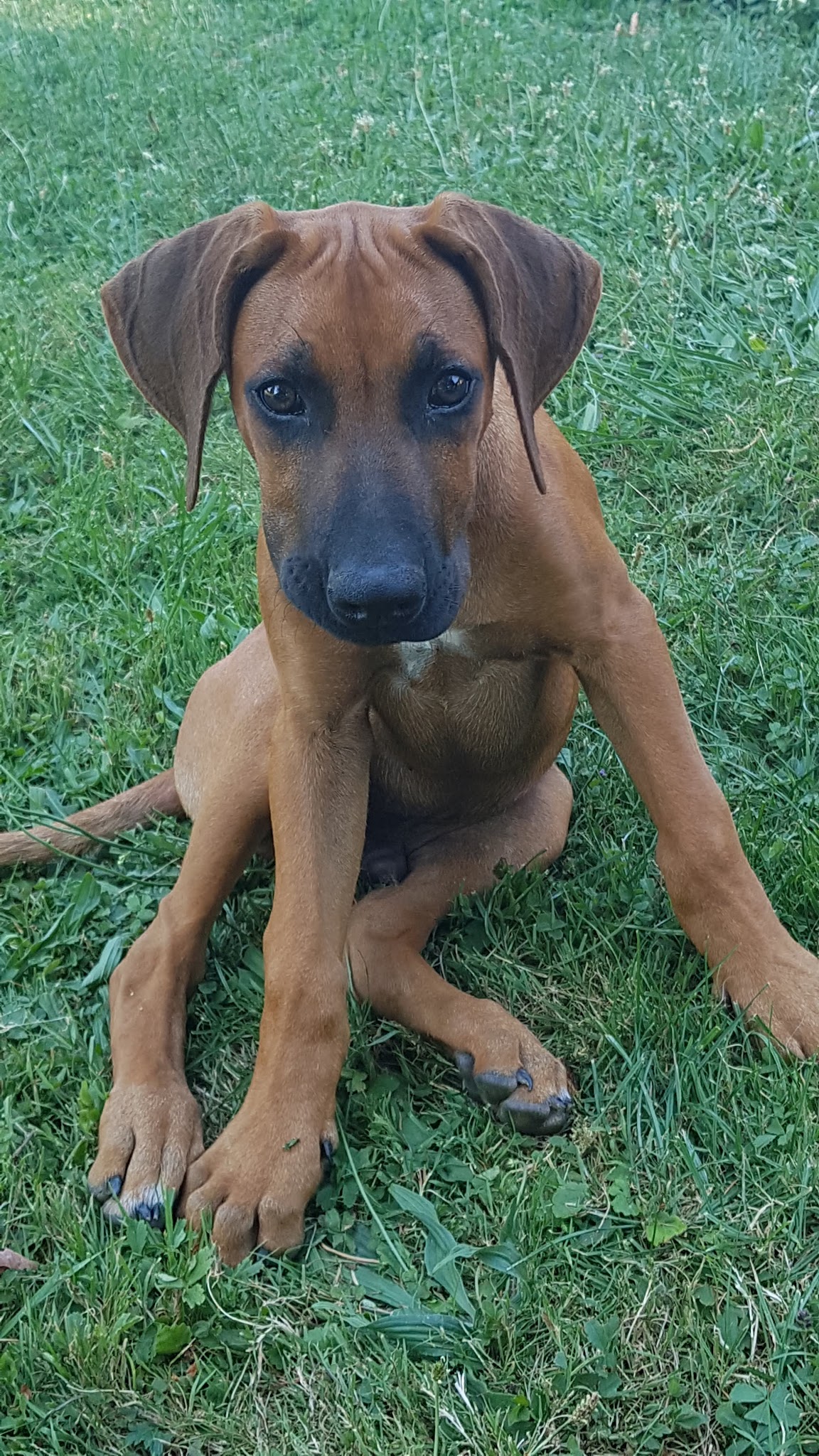 Elevage African Shadows - Elevage de Rhodesian Ridgeback — photo