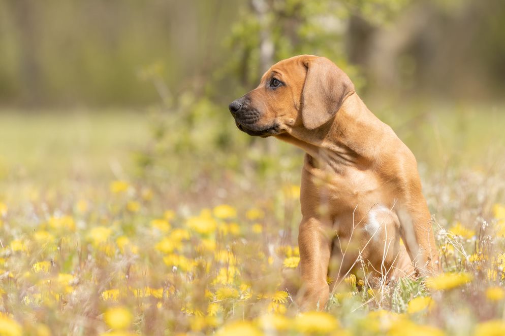 Elevage African Shadows - Elevage de Rhodesian Ridgeback