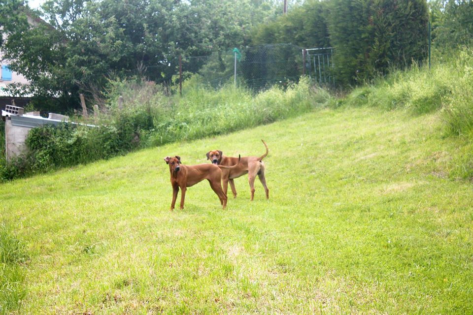 Elevage African Shadows - Elevage de Rhodesian Ridgeback — photo