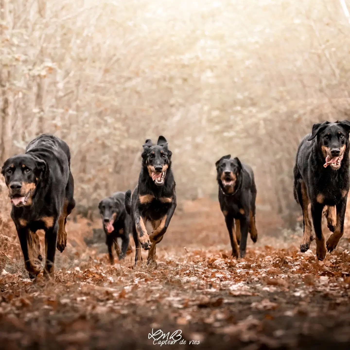 Wendywalkingdog — photo