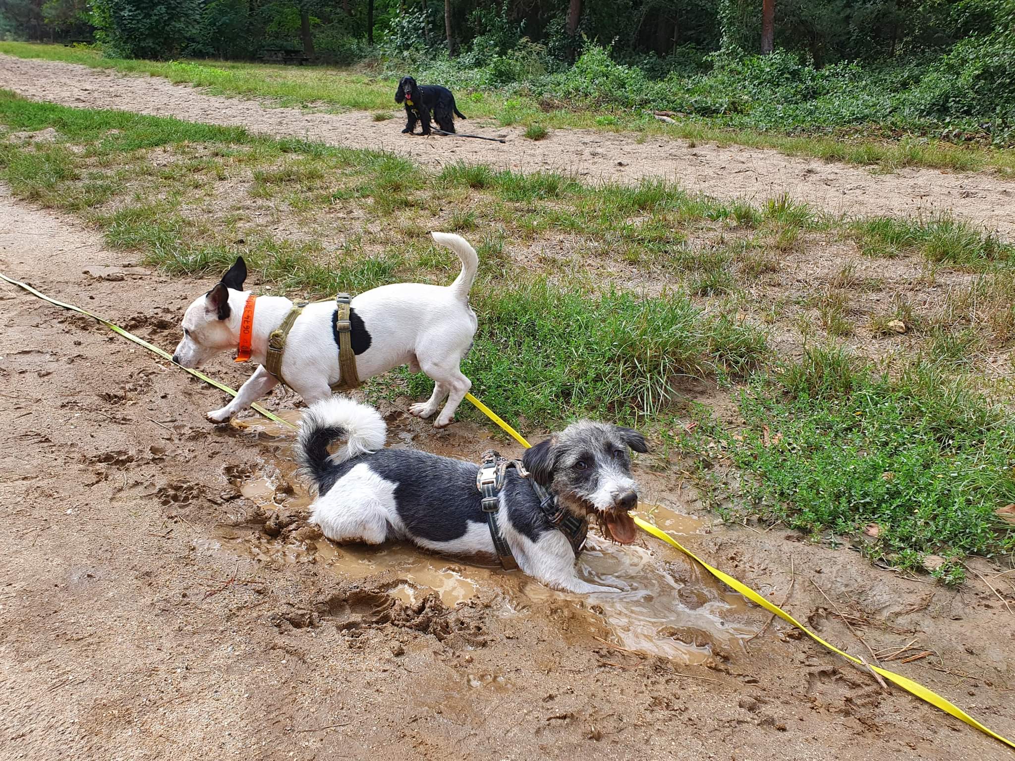 Wendywalkingdog — photo