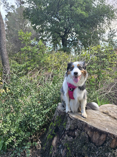 Pets in the city - pet sitter Montpellier