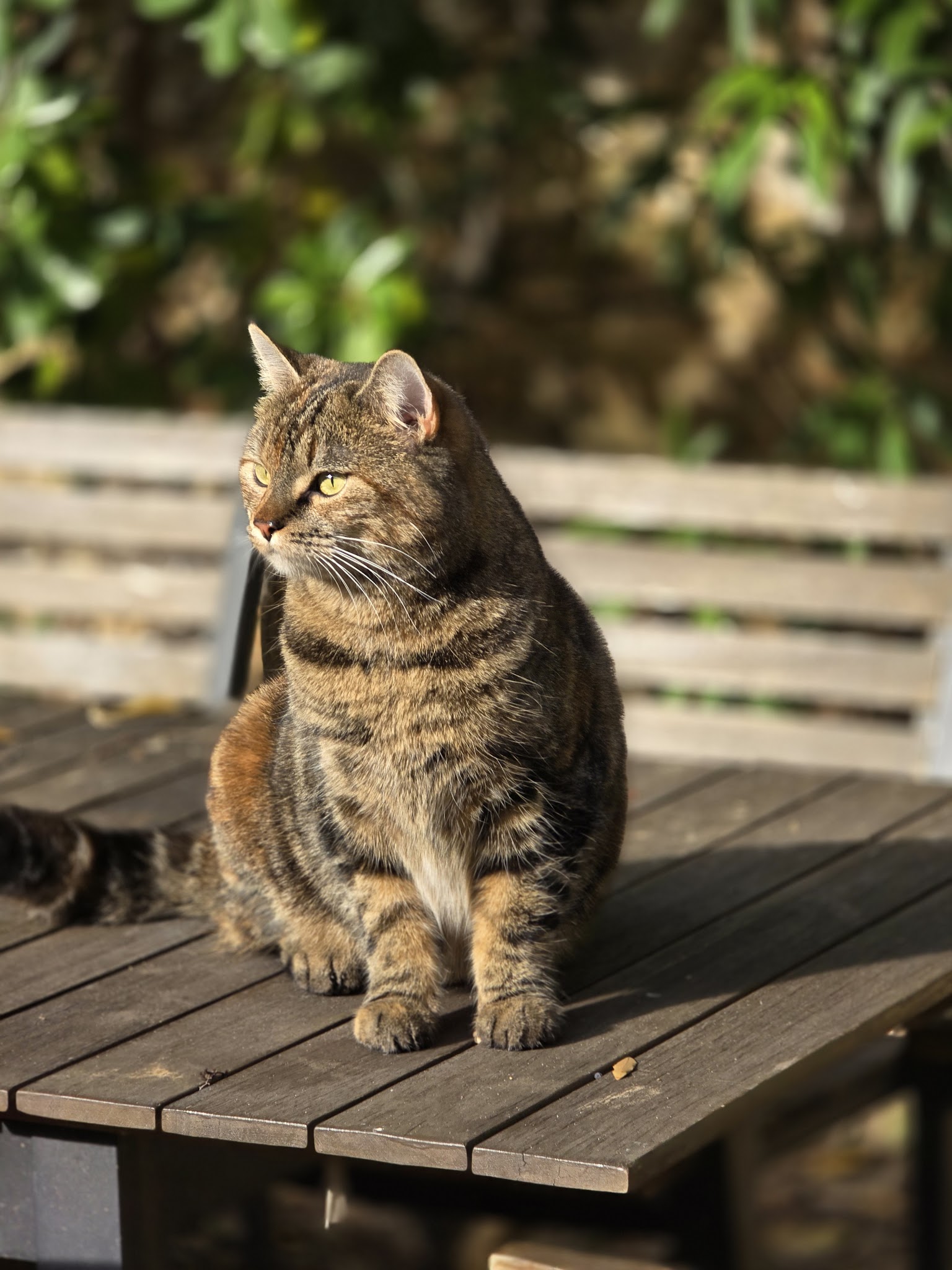 Pets in the city - pet sitter Montpellier — photo