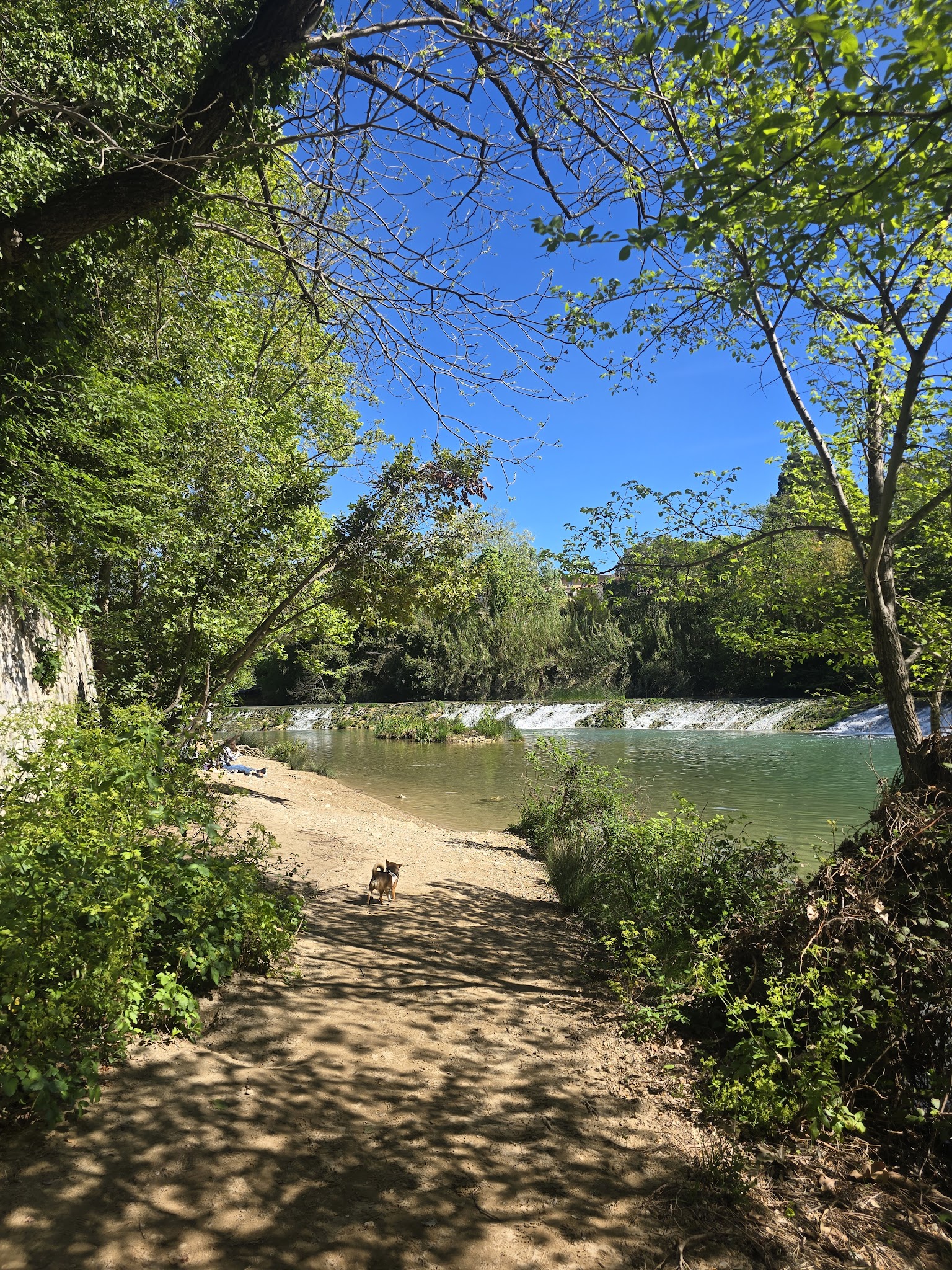 Pets in the city - pet sitter Montpellier — photo