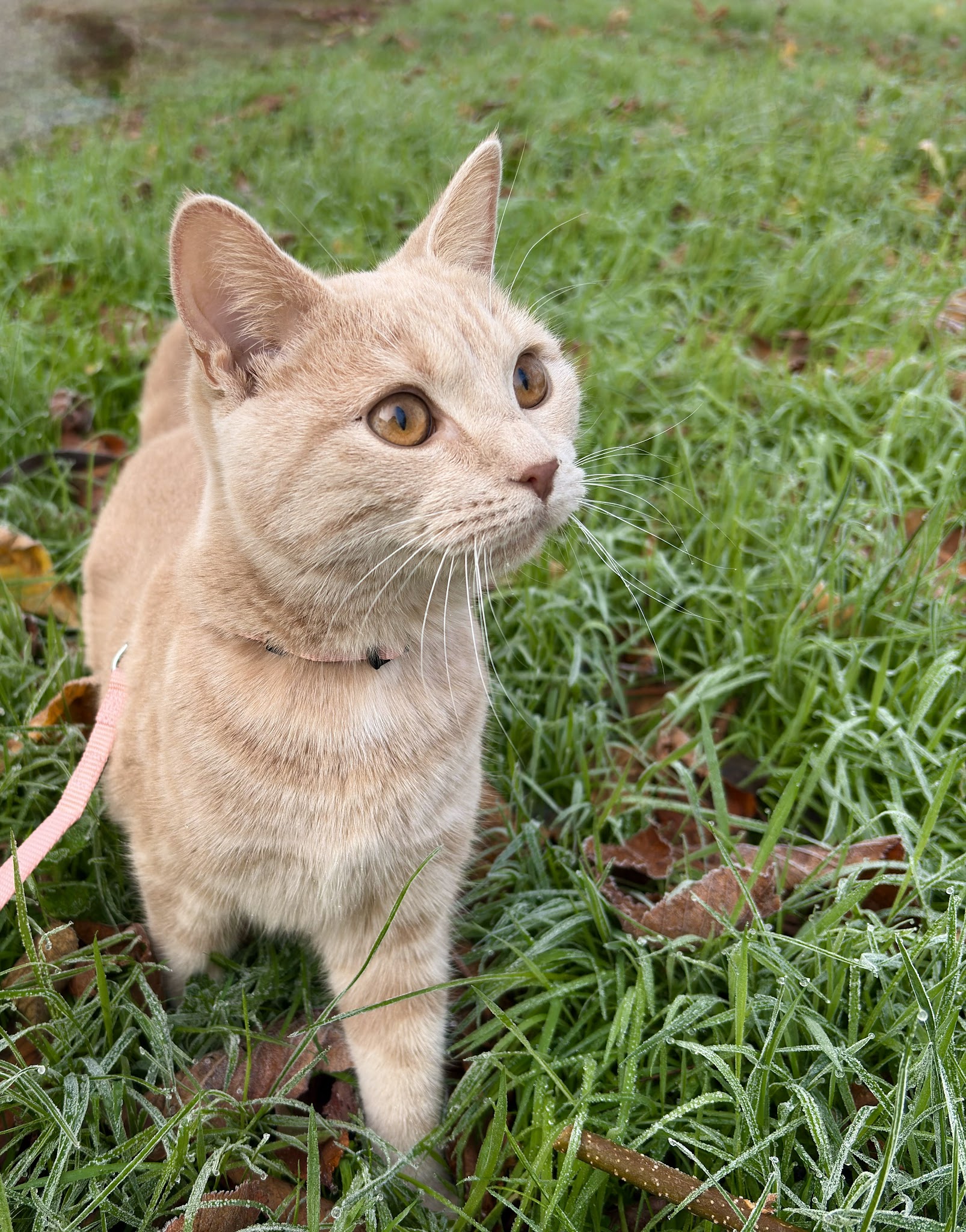 Pets in the city - pet sitter Montpellier — photo