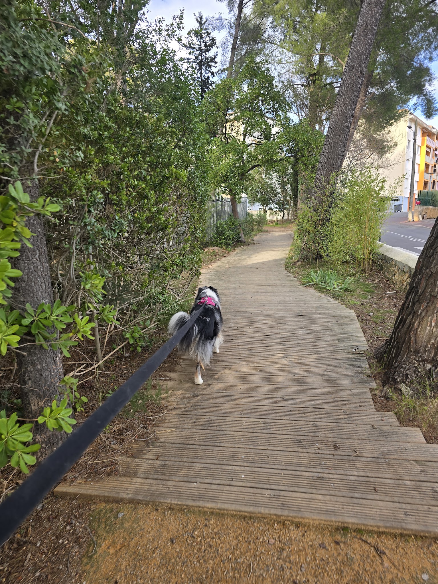Pets in the city - pet sitter Montpellier — photo